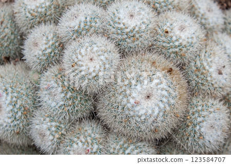 Cactus plant leaves pattern texture. Green leaves. Natural background. Exotic cactus nature wallpaper Cactus plant leaves pattern texture. Green leaves. Natural background. Exotic cactus nature wallpaper 123584707