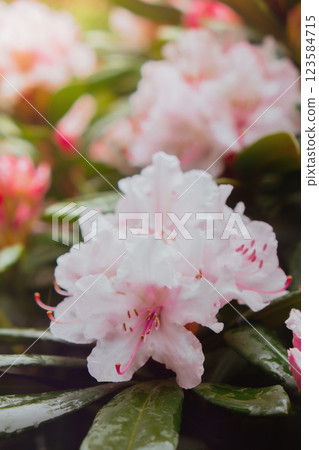 Blooming sakura flowers natural background with copy space. Delicate pink flowers on the sakura tree close up. Floral Tender greeting card design Blooming sakura flowers natural background with copy space. Delicate pink flowers on the sakura tree close up. Floral Tender greeting card design 123584715