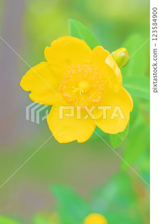 房子周圍的花 - 各個季節 - 美麗的花瓣 - 美麗的黃色花朵 - Kinshibai 123584900