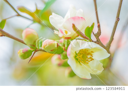 Flowers around the house, various in the four seasons, beautiful pale white flowers, small white Japanese quince flowers blooming in the shade of the trees in the garden Flowers around the house, various in the four seasons, beautiful pale white flowers, small white Japanese quince flowers blooming in the shade of the trees in the garden 123584911