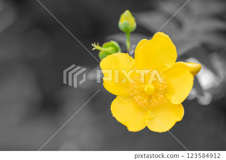 房子周圍的花 - 各個季節 - 美麗的花瓣 - 美麗的黃色花朵 - Kinshibai 123584912