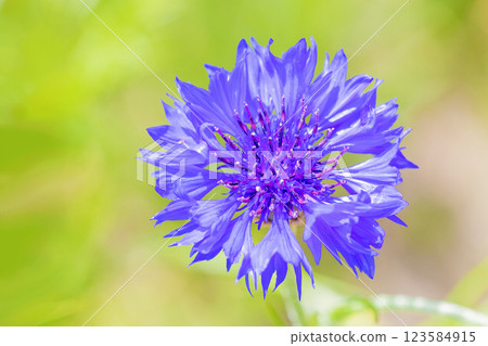 房子周圍種滿了花,四季都有不同的花。 房子周圍種滿了花,四季都有不同的花。 123584915