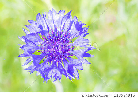 Flowers around the house, various in the four seasons. Beautiful purple cornflowers are blooming in the flowerbed in the park in May. Flowers around the house, various in the four seasons. Beautiful purple cornflowers are blooming in the flowerbed in the park in May. 123584919