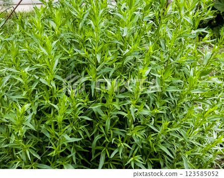 Tarragon or Estragon green leaves growing from the soil in the garden. Medicinal and food plant 123585052