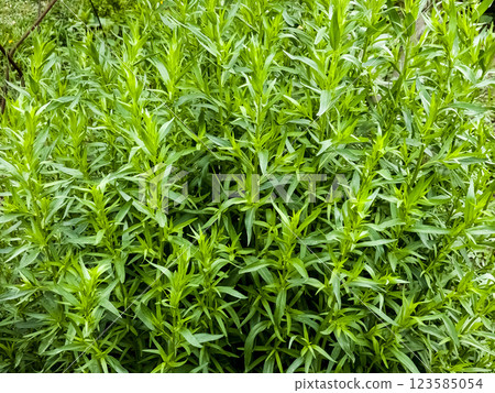 Tarragon or Estragon green leaves growing from the soil in the garden. Tarragon or Estragon green leaves growing from the soil in the garden. 123585054