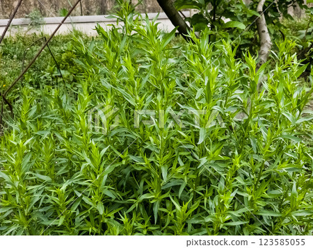 Fresh tarragon herb plant growing in the herbs organic garden, outdoor. 123585055