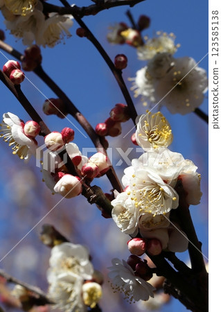東京附近的梅花 東京附近的梅花 123585138