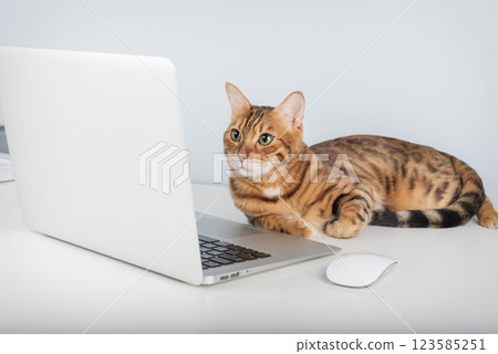 Cat works on computer at home or in office. 123585251