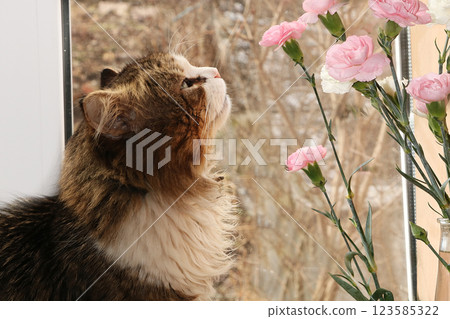 Cat and flowers in a vase in the spring window, cat admires flowers, a good spring morning Cat and flowers in a vase in the spring window, cat admires flowers, a good spring morning 123585322
