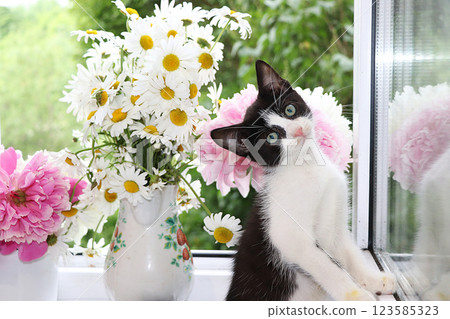 A little curious kitten on a sunny window. A kitten on the background of peonies and daisies in the summer, the comfort of our home and the rescue of homeless animals A little curious kitten on a sunny window. A kitten on the background of peonies and daisies in the summer, the comfort of our home and the rescue of homeless animals 123585323