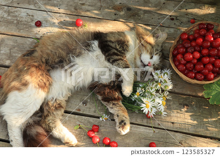 Sleeping cat on an old wooden table in the summer garden next to a basket with cherries and flowers. Country cat resting in the garden, top view, flat lay Sleeping cat on an old wooden table in the summer garden next to a basket with cherries and flowers. Country cat resting in the garden, top view, flat lay 123585327