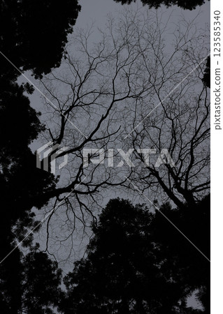 (Enryakuji Temple, Mount Hiei) 003 123585340