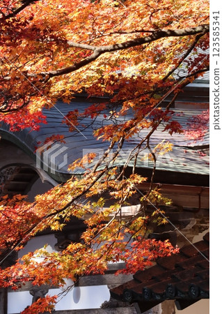 (Maple leaves at Enryakuji Temple, Mount Hiei) 003 123585341
