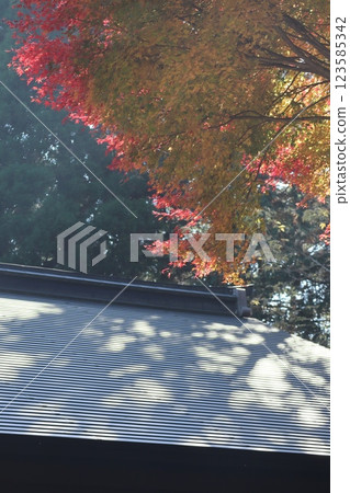 (Maple leaves at Enryakuji Temple, Mount Hiei) 002 123585342