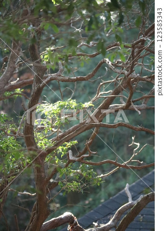 (Enryakuji Temple, Mount Hiei) 002 123585343