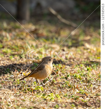 A look at the migratory bird "Daur Redstart" 123585413
