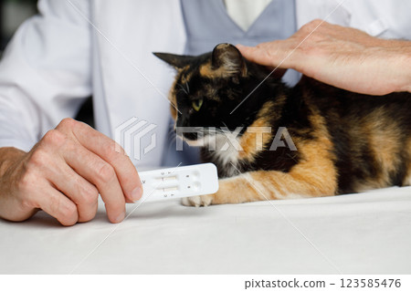 Rapid diagnostic test and cat pet in veterinarian indoor Rapid diagnostic test and cat pet in veterinarian indoor 123585476