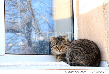 Gray fluffy tabby cat dozing on a snowy window under the rays of the winter sun. Siberian cats are not afraid of the cold and severe winter frosts, they sleep outside in the snow. Selective focus Gray fluffy tabby cat dozing on a snowy window under the rays of the winter sun. Siberian cats are not afraid of the cold and severe winter frosts, they sleep outside in the snow. Selective focus 123585478
