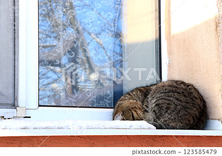 Gray fluffy tabby cat dozing on a snowy window under the rays of the winter sun. Siberian cats are not afraid of the cold and severe winter frosts, they sleep outside in the snow. Selective focus 123585479