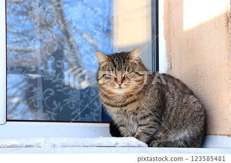A gray fluffy tabby cat is dozing on a snowy window under the rays of the winter sun. Severe winter frosts are not scary for Siberian cats, who are not afraid of the cold. Selective focus 123585481