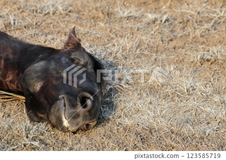 dead horse on dry earth 123585719