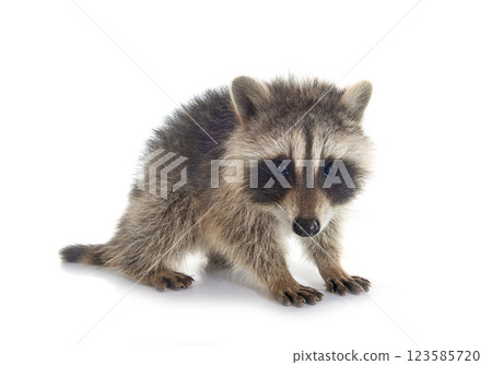 young raccoon in studio 123585720