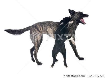 Dutch Shepherd and puppy border collie 123585726