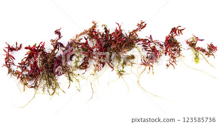 Rotala blood red 123585736