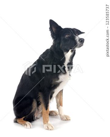 border collie in studio 123585737