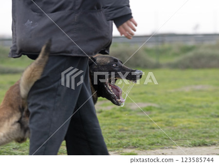 training of belgian shepherd 123585744