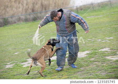 training of belgian shepherd 123585745