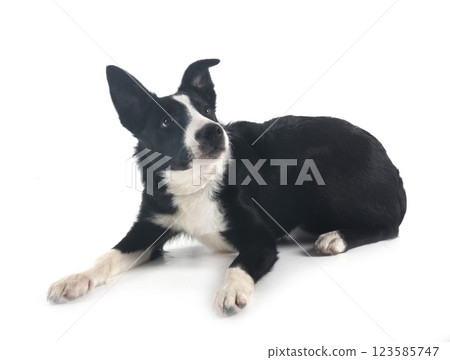 puppy border collie 123585747