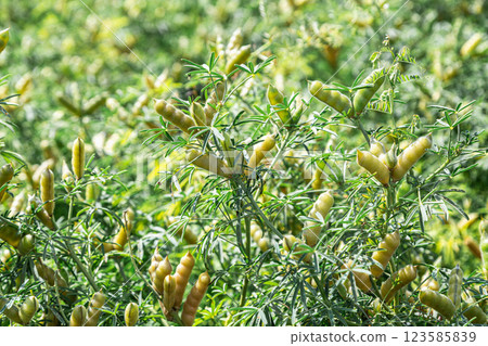 Narrow-leaved lupine with beans or with fruits Narrow-leaved lupine with beans or with fruits 123585839
