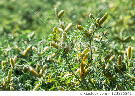 Narrow-leaved lupine with beans or with fruits 123585841