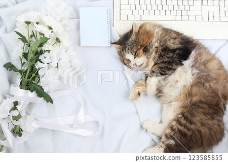 Modern woman work desk, cozy home office with sleeping cat, mothers day concept, womens day. Computer, red hearts, flowers and a gift on a light blanket, healthy lifestyle, flat lay, selective focus. 123585855