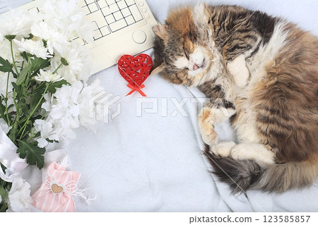 Modern woman work desk, cozy home office with sleeping cat, mothers day concept, womens day. Computer, red hearts, flowers and a gift on a light blanket, healthy lifestyle, flat lay, selective focus. Modern woman work desk, cozy home office with sleeping cat, mothers day concept, womens day. Computer, red hearts, flowers and a gift on a light blanket, healthy lifestyle, flat lay, selective focus. 123585857