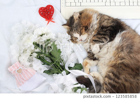 Modern woman work desk, cozy home office with sleeping cat, mothers day concept, womens day. Computer, red hearts, flowers and a gift on a light blanket, healthy lifestyle, flat lay, selective focus. Modern woman work desk, cozy home office with sleeping cat, mothers day concept, womens day. Computer, red hearts, flowers and a gift on a light blanket, healthy lifestyle, flat lay, selective focus. 123585858