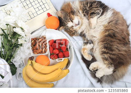 Healthy breakfast with ingredients, cozy home office with a sleeping cat. strawberries, nuts and fruits on a light blanket, detox diet concept, healthy lifestyle, modern woman work desk, flat lay, 123585860