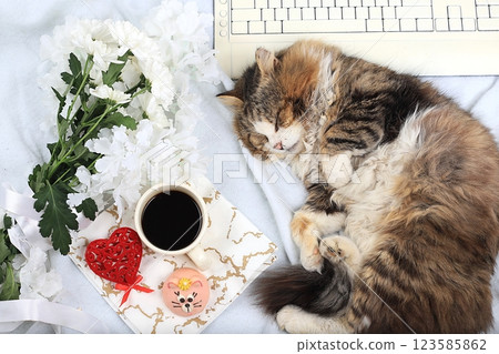 Modern woman work desk, cozy home office with sleeping cat, mothers day concept, womens day. Computer, coffee, red hearts, flowers and cakes on a light blanket, healthy lifestyle, flat lay, selective Modern woman work desk, cozy home office with sleeping cat, mothers day concept, womens day. Computer, coffee, red hearts, flowers and cakes on a light blanket, healthy lifestyle, flat lay, selective 123585862