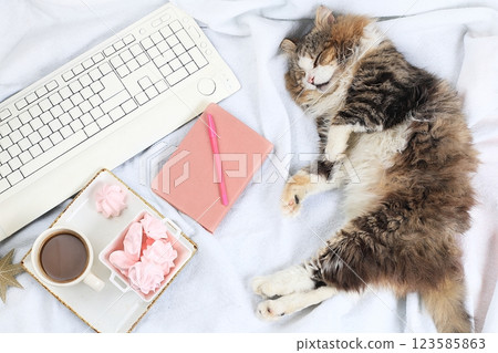 Modern woman work desk, cozy home office with sleeping cat. Computer, coffee and meringues on a light blanket. Minimal business concept, healthy lifestyle, flat lay, selective focus, place for text Modern woman work desk, cozy home office with sleeping cat. Computer, coffee and meringues on a light blanket. Minimal business concept, healthy lifestyle, flat lay, selective focus, place for text 123585863