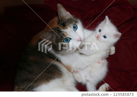 Mom cat hugs a little kitten, care and love in nature. The atmosphere of warmth and comfort in the house, the rescue of homeless animals Mom cat hugs a little kitten, care and love in nature. The atmosphere of warmth and comfort in the house, the rescue of homeless animals 123585873