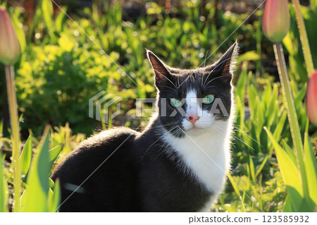 Rustic cat in the garden in the rays of the setting sun. A quiet and cozy evening in the village, a beautiful glowing cat among the flowers. 123585932