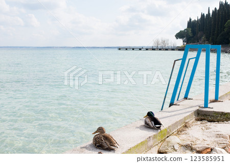 Common ducks by Lago di Garda. Peaceful springtime, no people 123585951