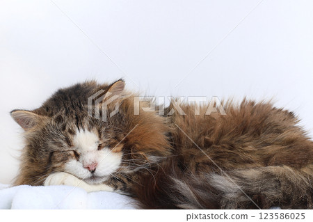 Close-up of a sleeping cat, a cat has found its home and is happy rescue animals from the street. Cozy house with pets Close-up of a sleeping cat, a cat has found its home and is happy rescue animals from the street. Cozy house with pets 123586025