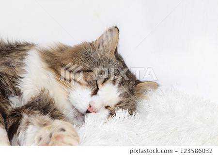 Close-up of a sleeping cat, a cozy domestic cat found its home, animal rescue, mercy and love, a place for text Close-up of a sleeping cat, a cozy domestic cat found its home, animal rescue, mercy and love, a place for text 123586032