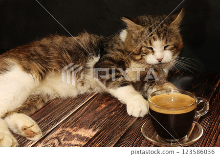 Coffee latte and a sleeping cat on a dark wooden table. The warmth of our house is surrounded by a happy pet. Coffee and a cat will warm us on cold autumn evenings. Coffee latte and a sleeping cat on a dark wooden table. The warmth of our house is surrounded by a happy pet. Coffee and a cat will warm us on cold autumn evenings. 123586036