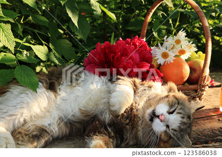 Happy sleeping country cat in daisies in summer on a wooden table. Cozy country life in the pet garden. 123586038