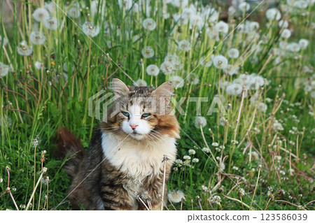 Happy country cat in dandelions in the summer in the field. Cozy country life in the garden for pets. 123586039