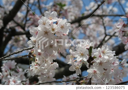 櫻花盛開，藍天白雲 123586075