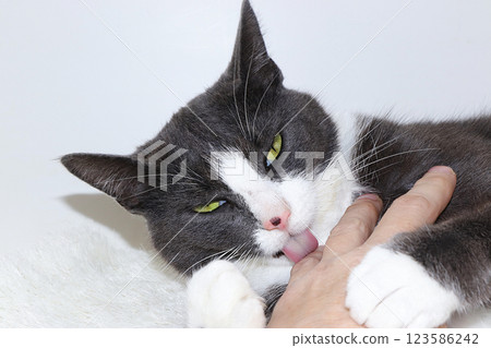 Close-up of a domestic cat washing a human hand, a cozy yard cat found his home, saving animals, love and devotion of our pets Close-up of a domestic cat washing a human hand, a cozy yard cat found his home, saving animals, love and devotion of our pets 123586242